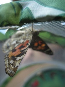 Schmetterlinge26