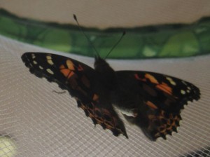 Schmetterlinge32