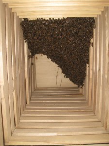 BienenTagEins01